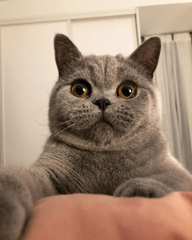Cats With Double Chins