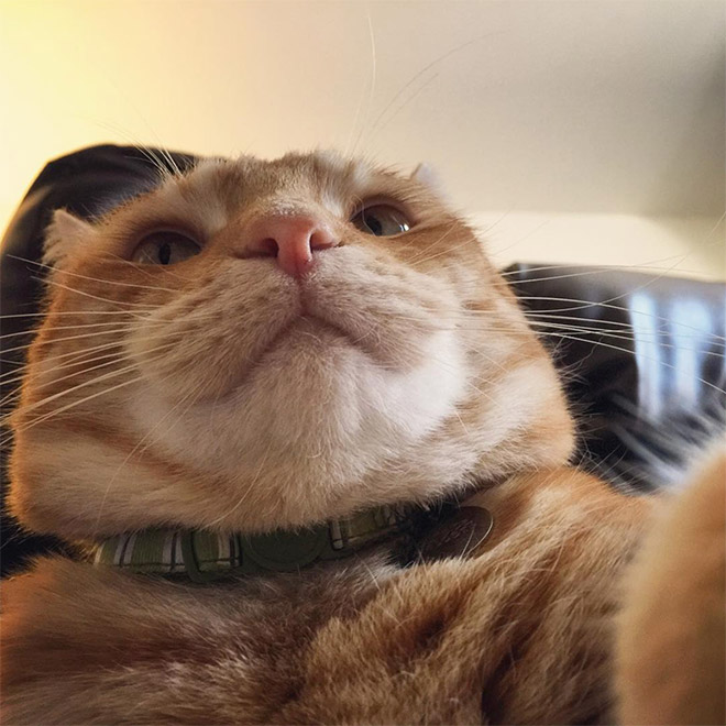 Cats With Double Chins