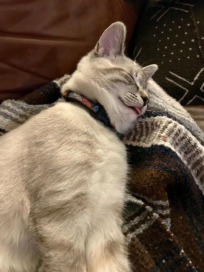 Cats With Double Chins