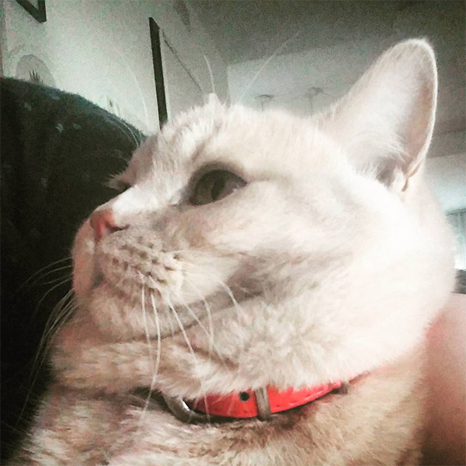 Cats With Double Chins