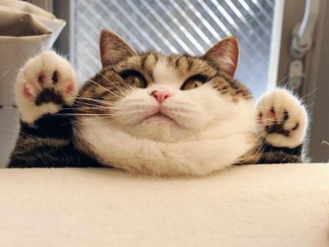 Cats With Double Chins