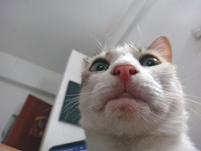 Cats With Double Chins