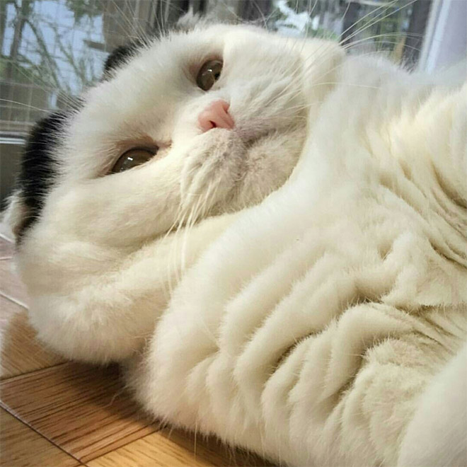 Cats With Double Chins