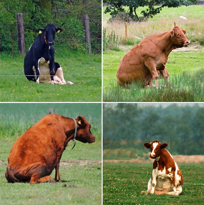 Cows Sitting Like Dogs