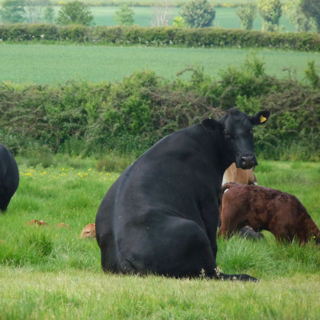 Cows Sitting Like Dogs