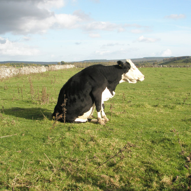 Cows Sitting Like Dogs