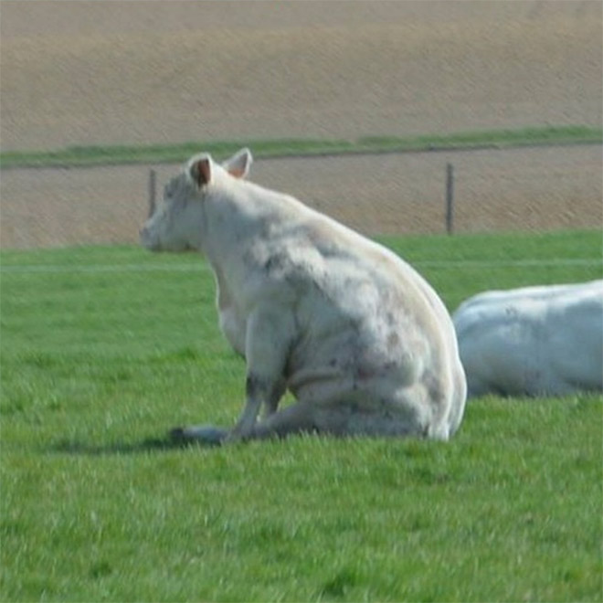 Cows Sitting Like Dogs
