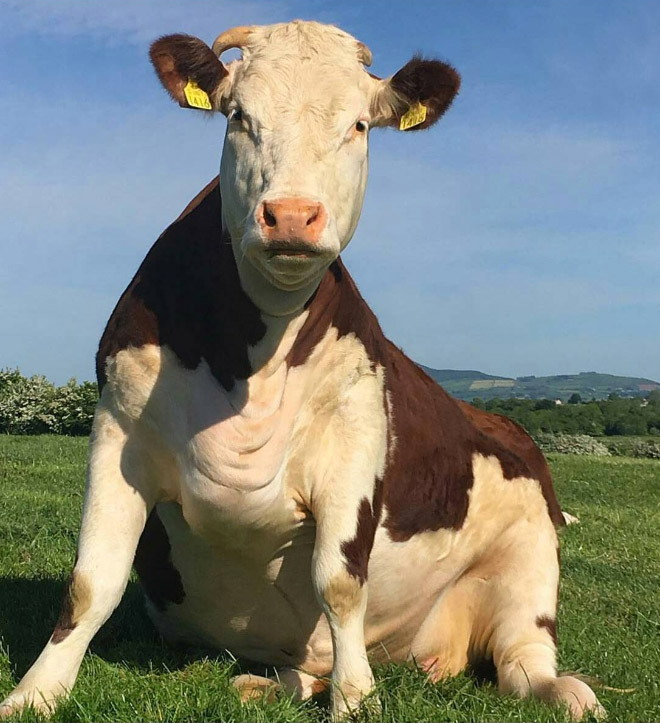 Cows Sitting Like Dogs