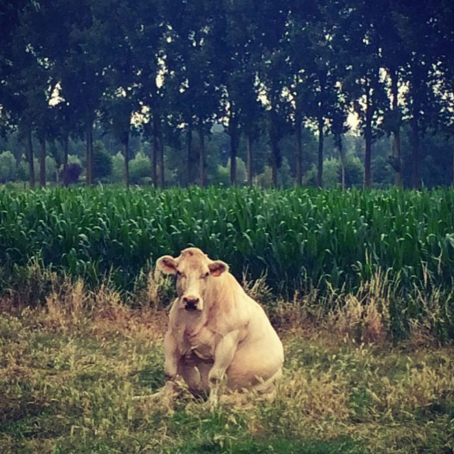Cows Sitting Like Dogs