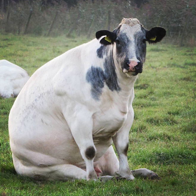 Cows Sitting Like Dogs