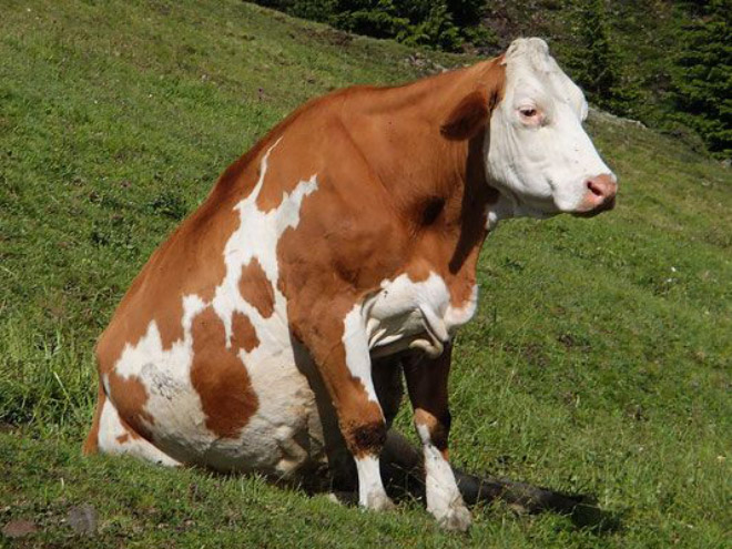 Cows Sitting Like Dogs