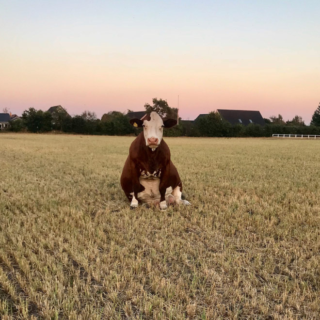 Cows Sitting Like Dogs