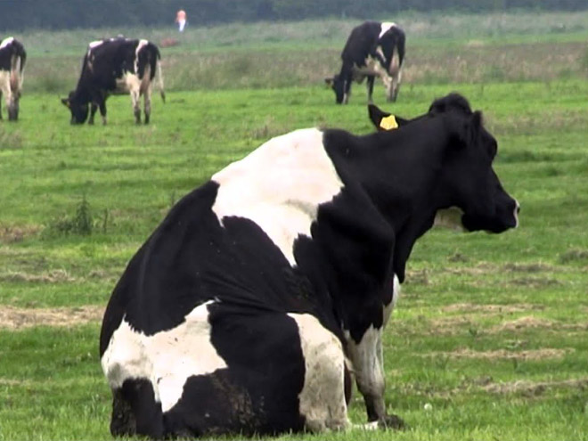 Cows Sitting Like Dogs