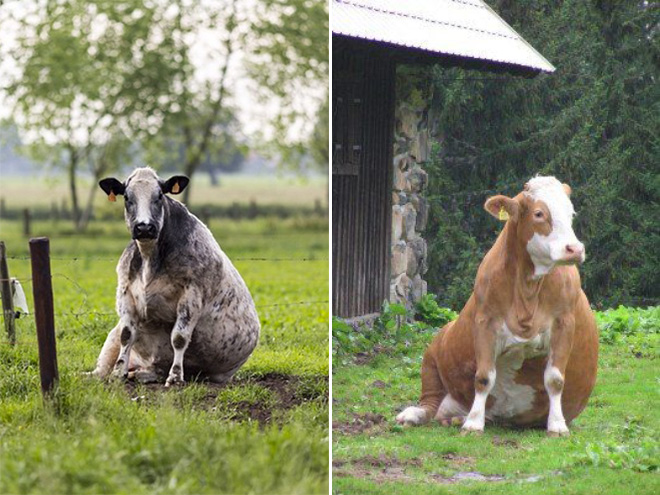 Cows Sitting Like Dogs