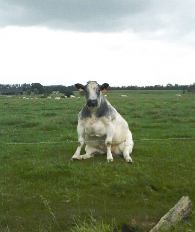Cows Sitting Like Dogs