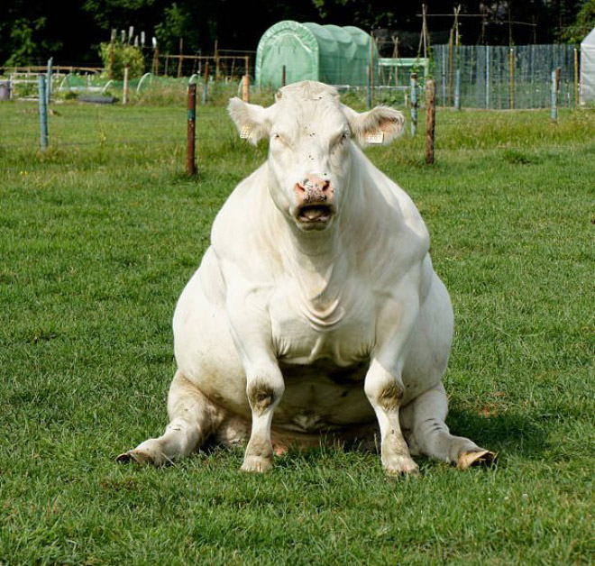 Cows Sitting Like Dogs