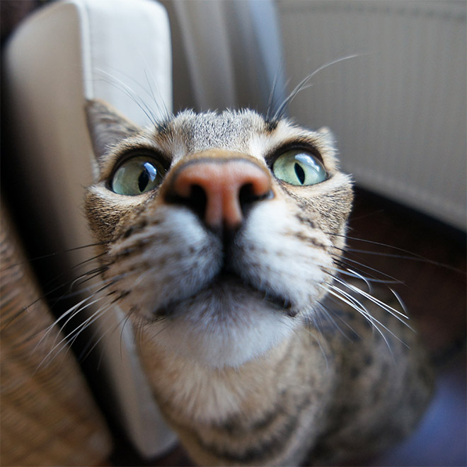 Curious Cats Bumping Into Cameras
