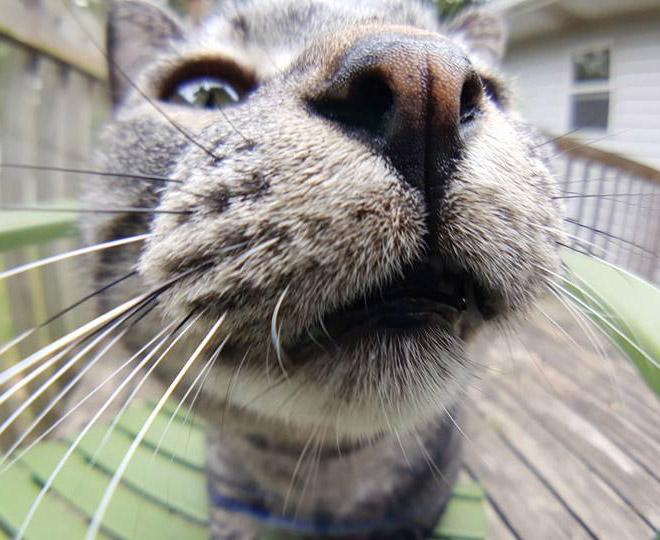 Curious Cats Bumping Into Cameras