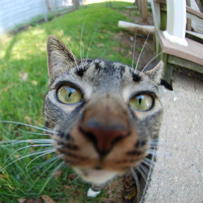 Curious Cats Bumping Into Cameras