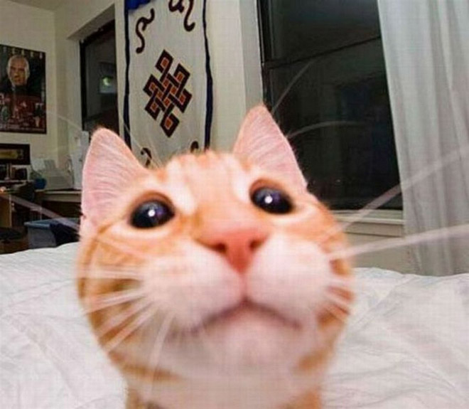 Curious Cats Bumping Into Cameras