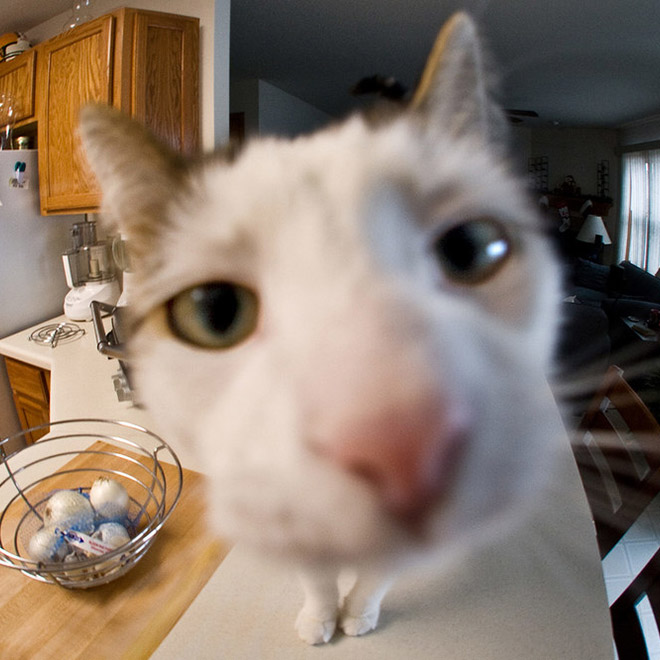 Curious Cats Bumping Into Cameras