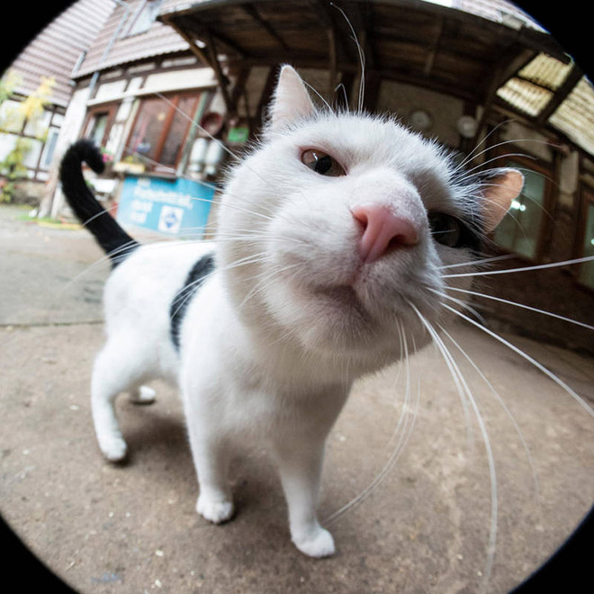Curious Cats Bumping Into Cameras