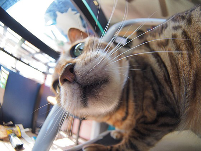 Curious Cats Bumping Into Cameras