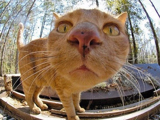 Curious Cats Bumping Into Cameras