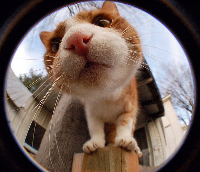 Curious Cats Bumping Into Cameras