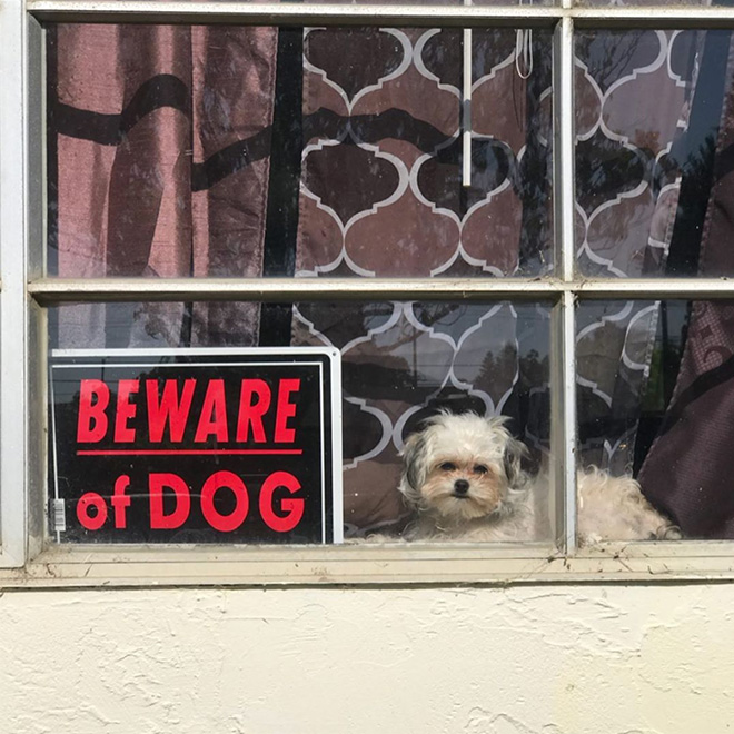 Dangerous Dogs Behind “Beware of Dog” Signs