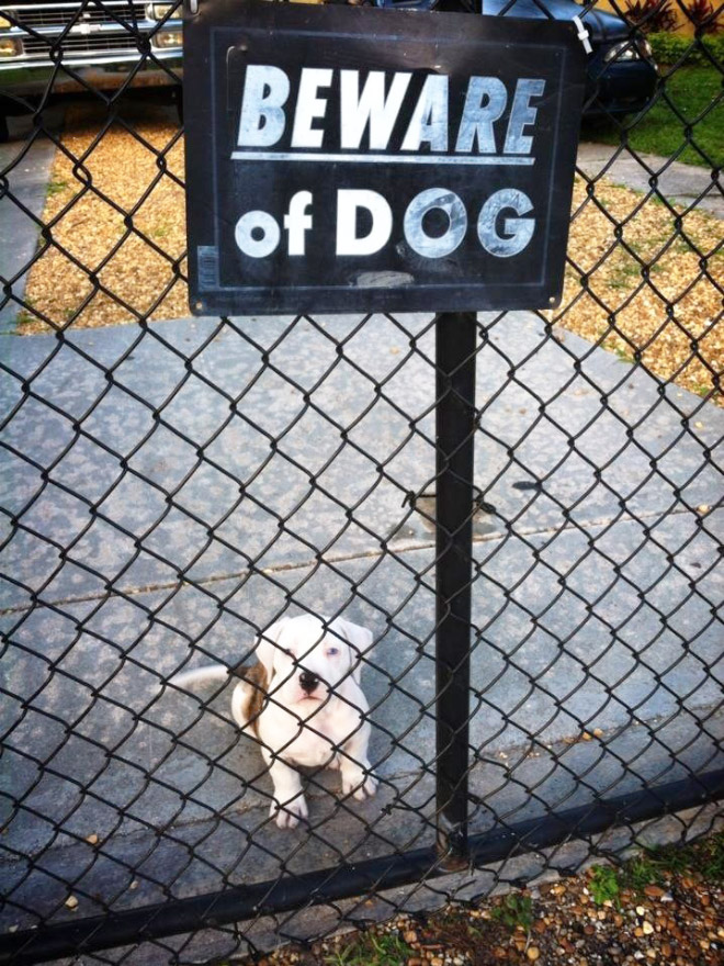 Dangerous Dogs Behind “Beware of Dog” Signs