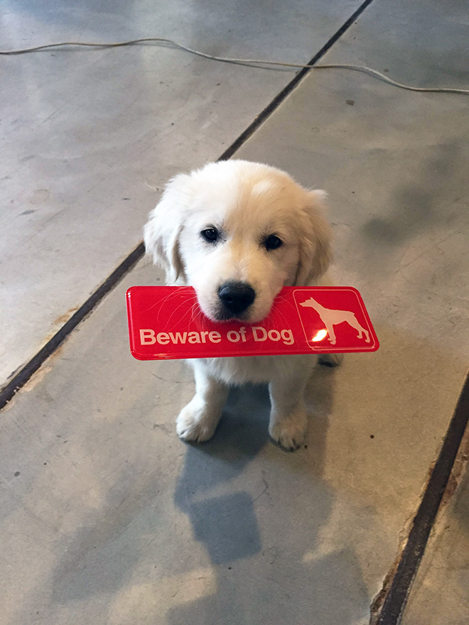 Dangerous Dogs Behind “Beware of Dog” Signs