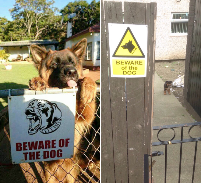 Dangerous Dogs Behind “Beware of Dog” Signs