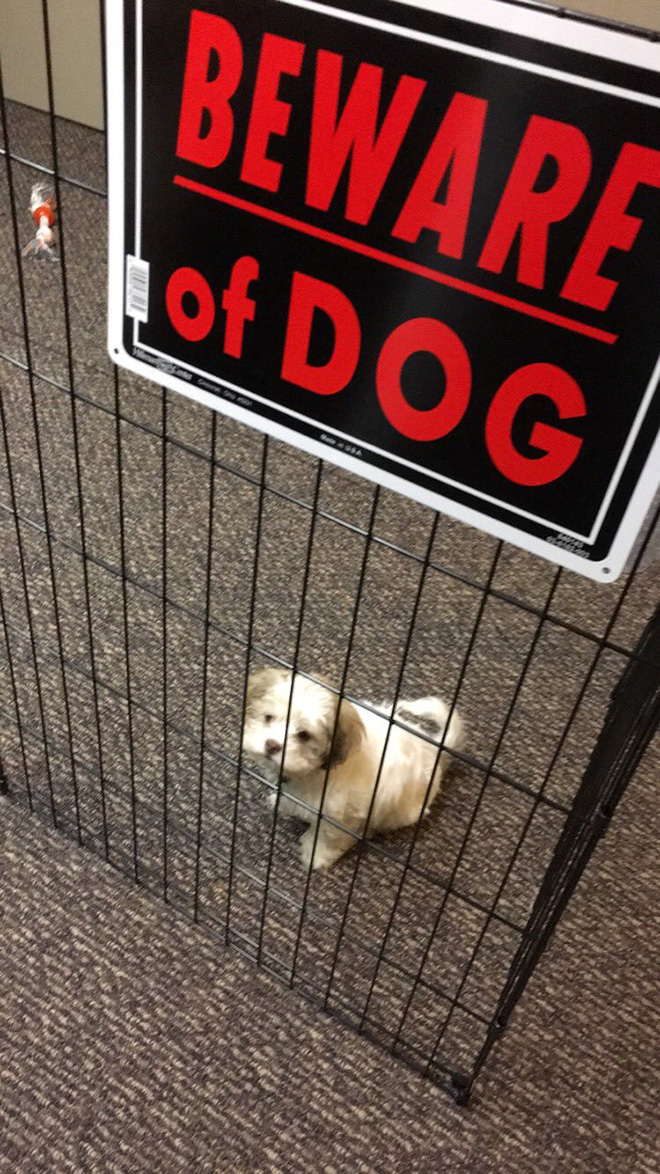 Dangerous Dogs Behind “Beware of Dog” Signs