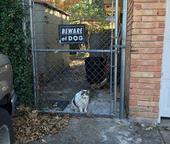 Dangerous Dogs Behind “Beware of Dog” Signs