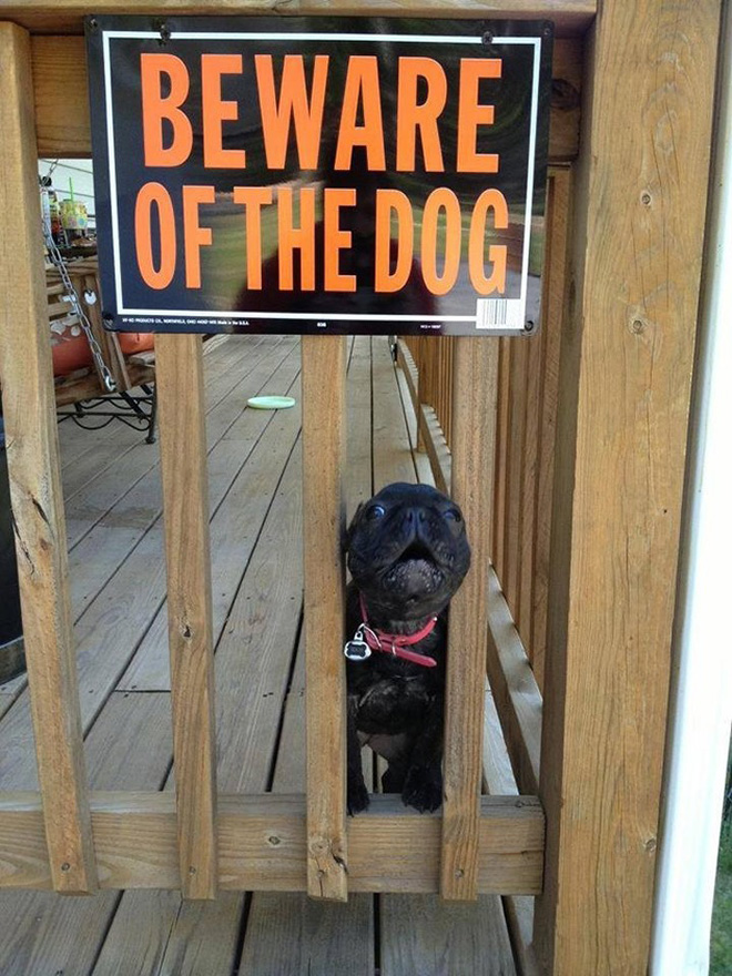 Dangerous Dogs Behind “Beware of Dog” Signs