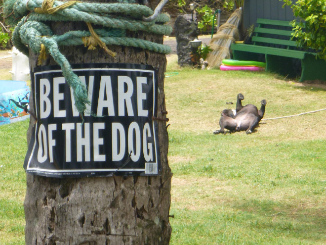 Dangerous Dogs Behind “Beware of Dog” Signs