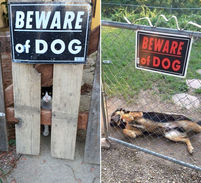 Dangerous Dogs Behind “Beware of Dog” Signs