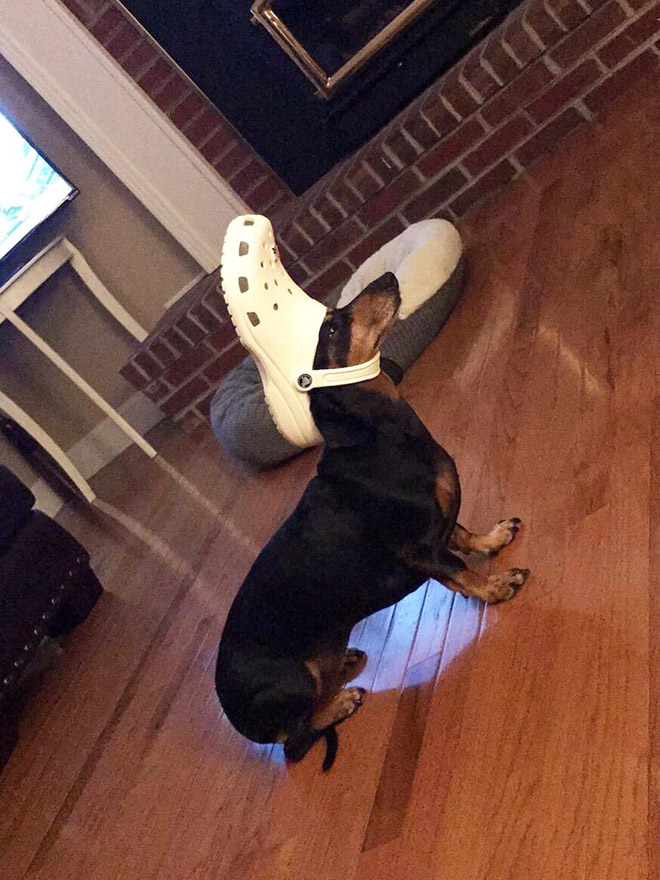 Did You Know? A Slipper Will Make Your Pet Look Like The Pope.