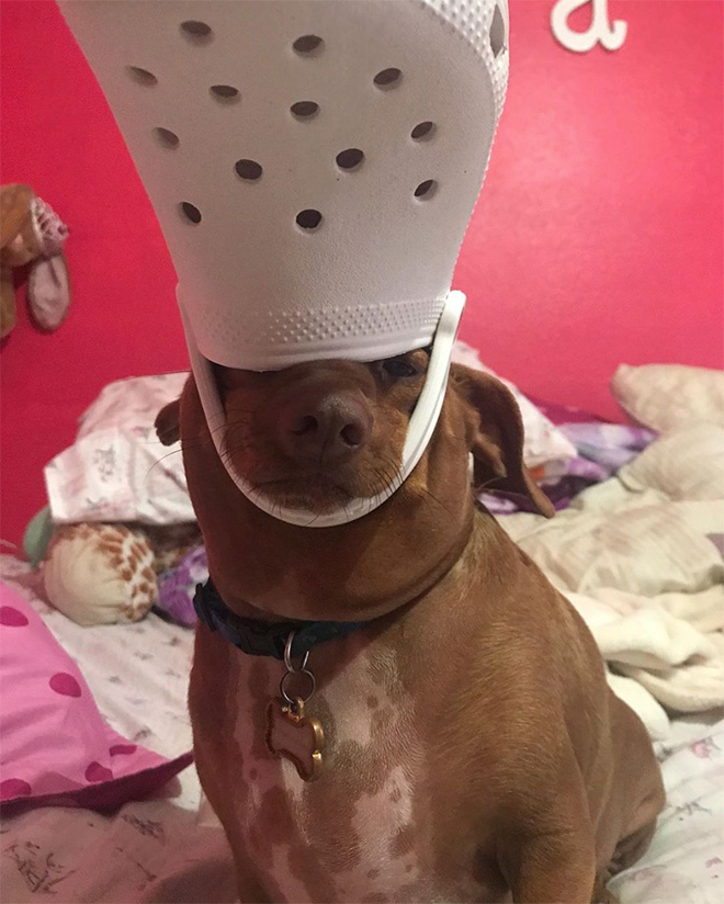 Did You Know? A Slipper Will Make Your Pet Look Like The Pope.