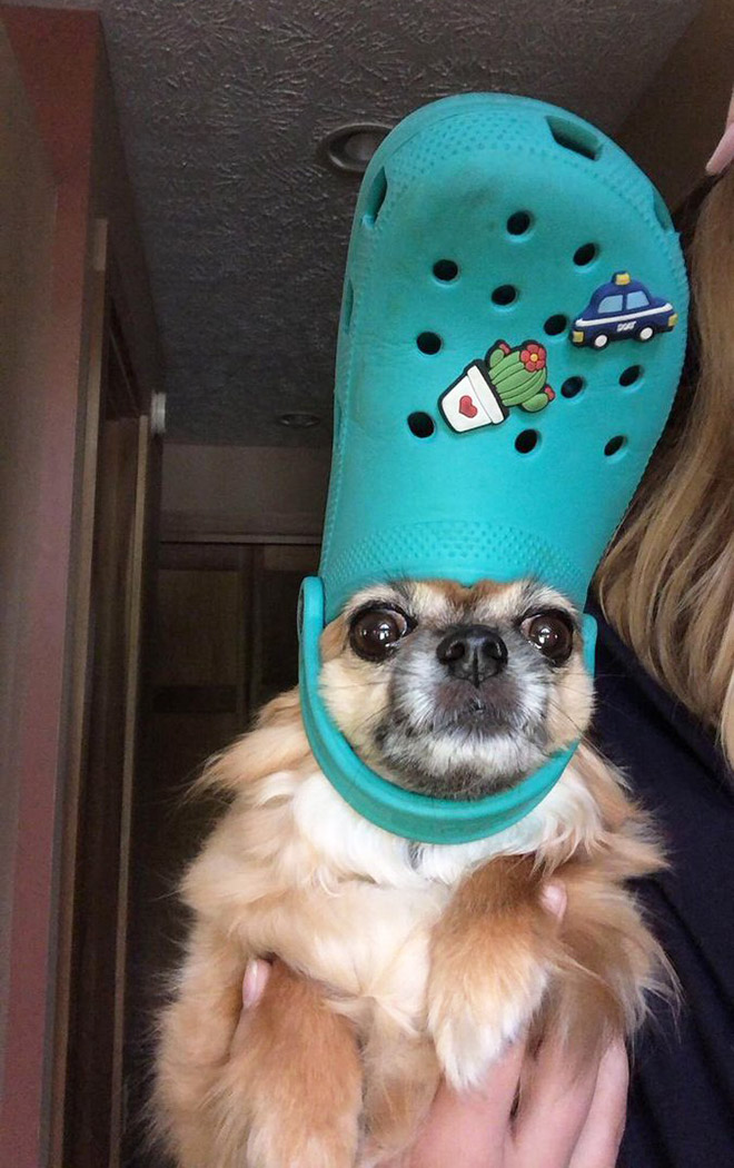 Did You Know? A Slipper Will Make Your Pet Look Like The Pope.