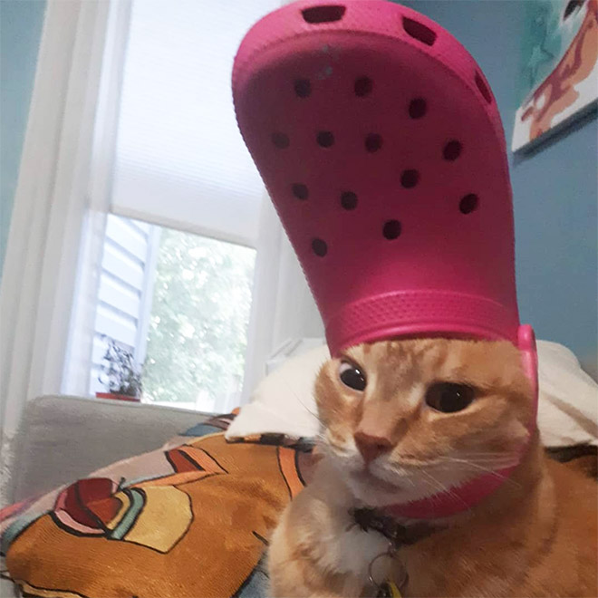 Did You Know? A Slipper Will Make Your Pet Look Like The Pope.