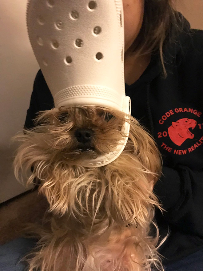 Did You Know? A Slipper Will Make Your Pet Look Like The Pope.
