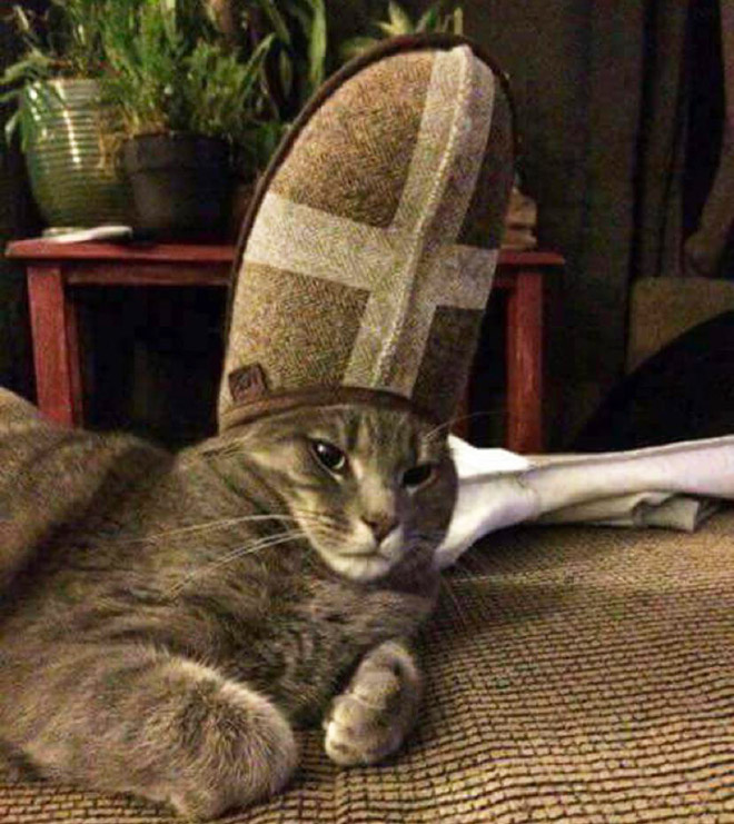 Did You Know? A Slipper Will Make Your Pet Look Like The Pope.