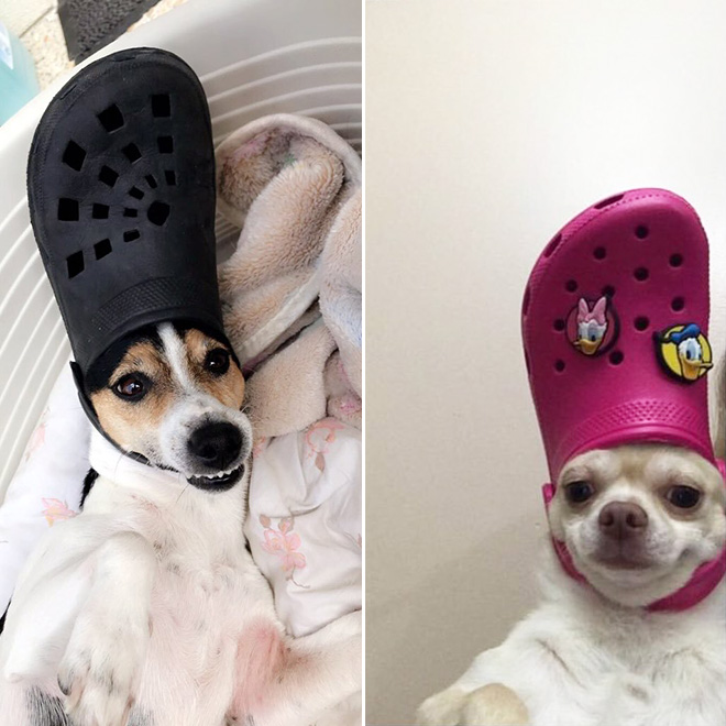 Did You Know? A Slipper Will Make Your Pet Look Like The Pope.