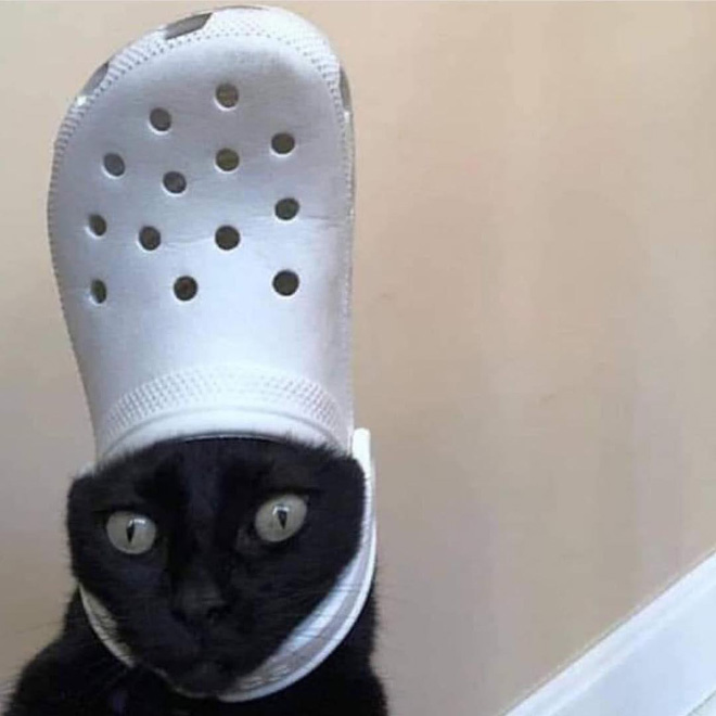 Did You Know? A Slipper Will Make Your Pet Look Like The Pope.
