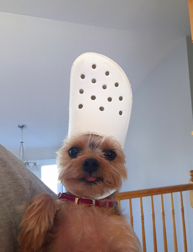 Did You Know? A Slipper Will Make Your Pet Look Like The Pope.