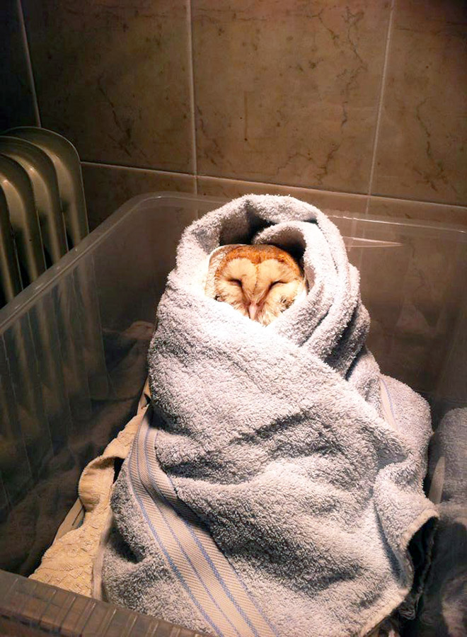Did You Know? Owls Are Weighed Wrapped Up In Blankets Like Little Bird Burritos!