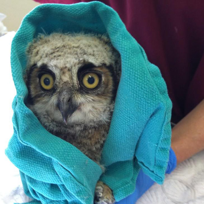 Did You Know? Owls Are Weighed Wrapped Up In Blankets Like Little Bird Burritos!
