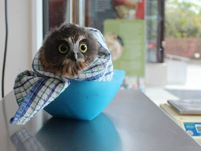 Did You Know? Owls Are Weighed Wrapped Up In Blankets Like Little Bird Burritos!